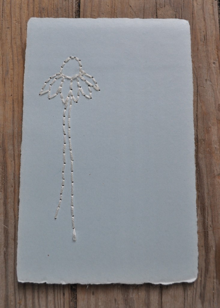 embroidered prairie plant, Coneflower